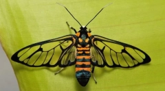 Крилја инсекти